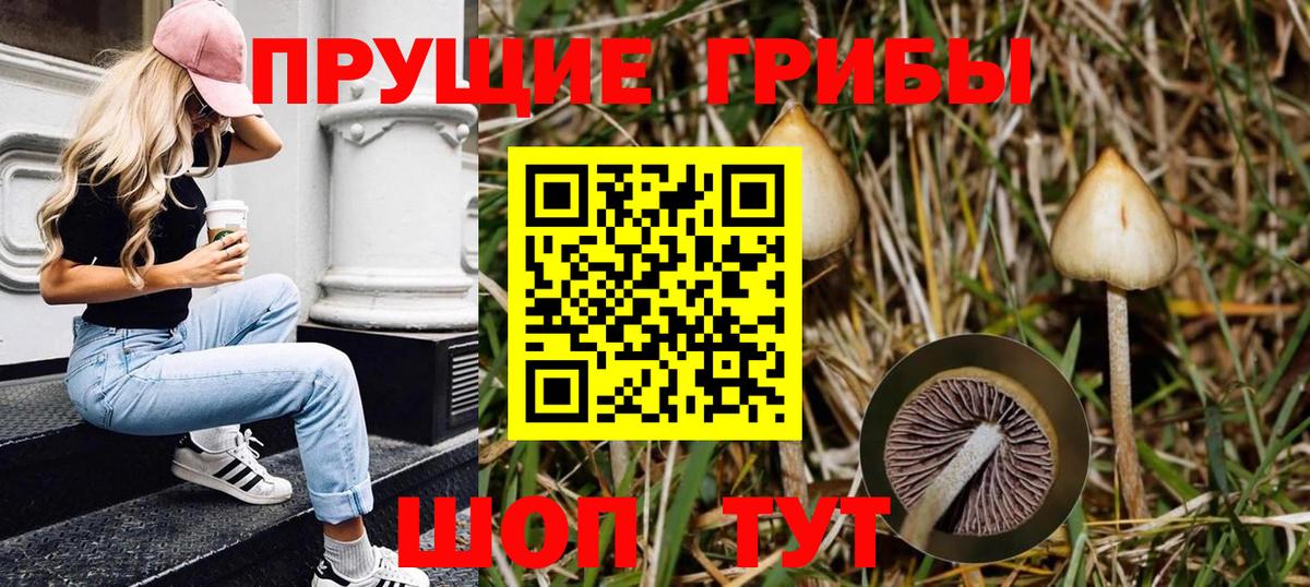 Псилоцибиновые грибы Psilocybe Горячий Ключ